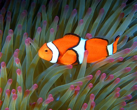 Clownfish In Anemone Great Barrier Reef 1 Photograph By Pauline Walsh