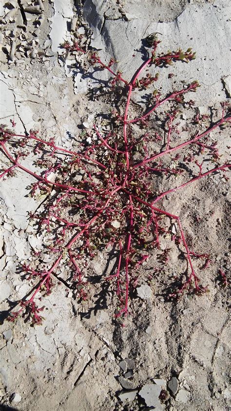 Red Creeping Plant Mojave Desert Ca Whatsthisplant