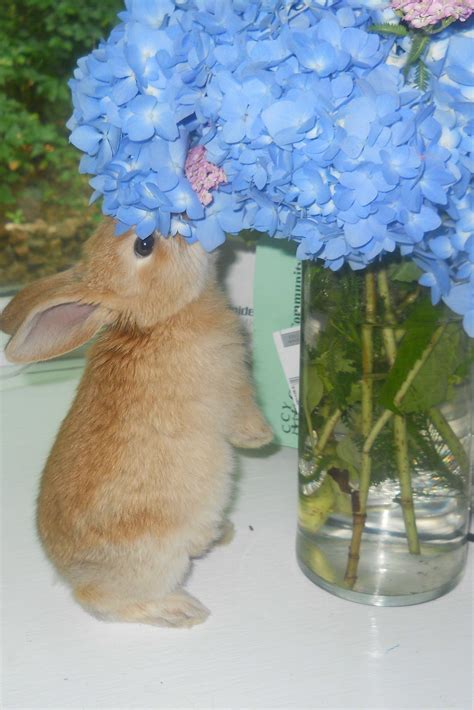 Benji Bunny With Hydrangea Bunny Hydrangea Feelings