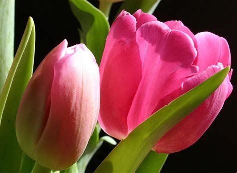 Pink Tulips Flowers Tulips Pink Holand Hd Wallpaper Peakpx