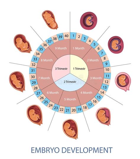 Stages Of Human Embryo Development Vector Infographic Pregnancy Weeks