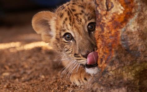 Cute Liger Kitten Tongue Eyes Face Wallpaper Animals Wallpaper