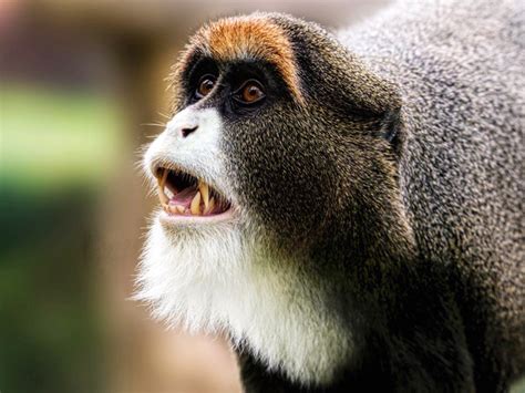 Debrazzas Monkey Blackpool Zoo