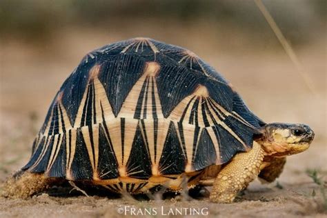 10 Weird And Wonderful Turtle And Tortoise Species Tail And Fur