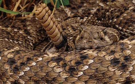 Rattlesnake Hd Wallpaper Background Image 2560x1600 Id451109