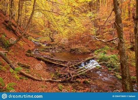 Autumn Leaves Along A Forest Stream Forest Stream In Autumn Stock