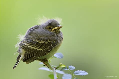 * * * bachstelze, motacịlla ạlba, ein sich häufig in wassernähe aufhaltender, etwa 18 cm langer singvogel eurasiens, der beim laufen mit dem langen schwanz wippt, von insekten lebt und meist in. *Bachstelze Jungvogel* Foto & Bild | tiere, wildlife, wild ...