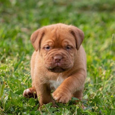 Dogue De Bordeaux French Mastiff Puppies For Sale • Adopt Your Puppy