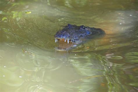Premium Photo Wild Crocodile In The River Alligator In The Swamp
