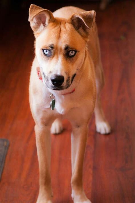 Husky Boxer Mix Pup Photography Huskyphotography Boxer Dogs Dog