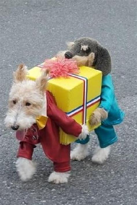 Community Post 24 Pets Whose Halloween Costumes Are Better Than Yours