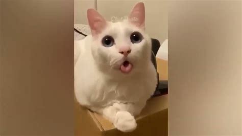 funniest cats 😹😹😹 don t try to hold back laughter 😂😂😂 part3 youtube