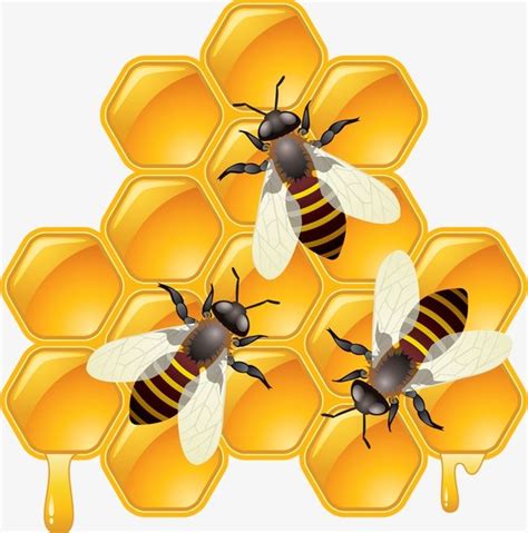 The Honey Bee Png Clipart Animal Bee Bee Clipart Bee Clipart