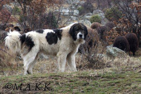 pin  dog breeds  karakachan dog unusual dog breeds shepherd dog breeds livestock guardian