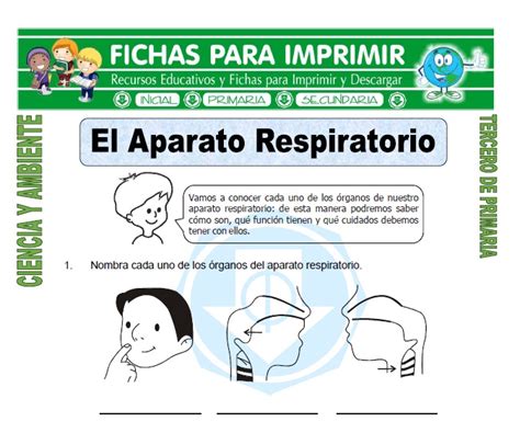 Partes Del Sistema Respiratorio Para Tercer Grado De Primaria B