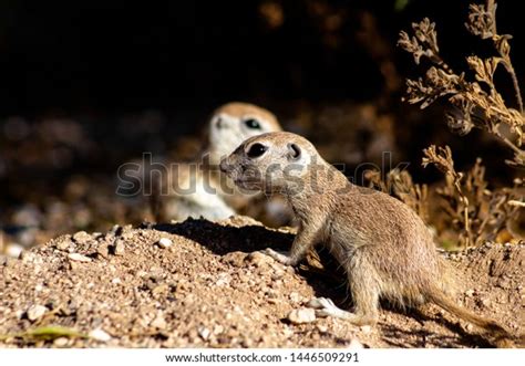Two Round Tailed Ground Squirrels Xerospermophilus Stock Photo