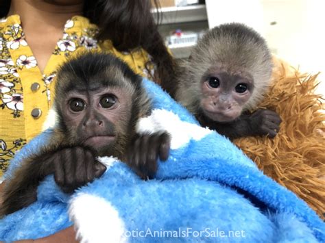 Baby Capuchin Monkeys In The Wild