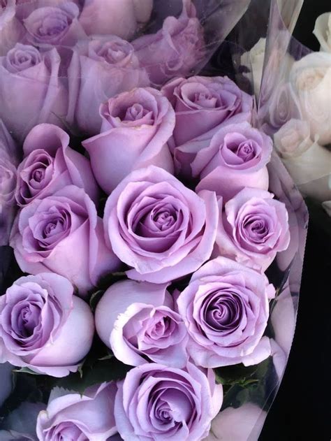 Cool Bits Pieces And Slices Of Life Purple Roses Lavender Roses