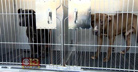 Officials 22 Indicted In Multistate Dog Fighting Ring Cbs Baltimore