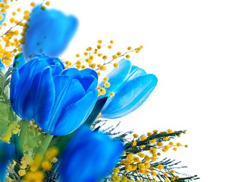 Desktop Wallpapers Blue Tulips Flowers Silver Wattle 3000x2250