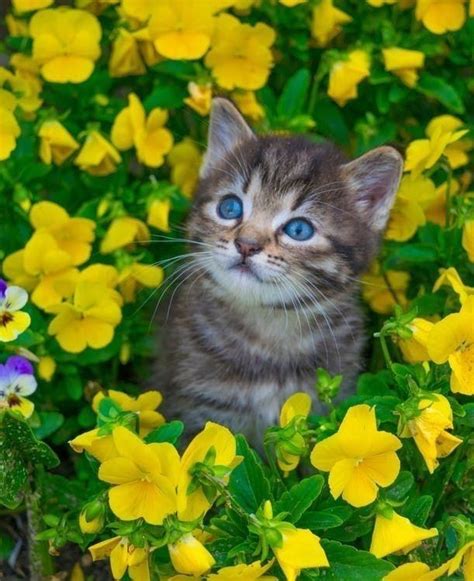 Pretty Cats Beautiful Cats Image Chat Cute Cats And Kittens Tabby
