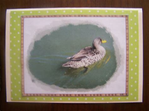 Colorful Bird Photo Cards Thriftyfun
