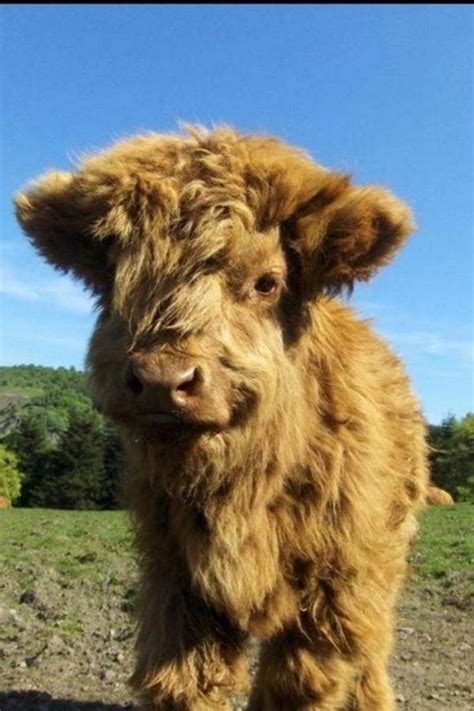 21 Highland Cattle Calf Photos To Bring A Smile To Your Day