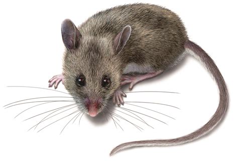 Mouse Disease Symptoms And More What Diseases Do Mice Carry