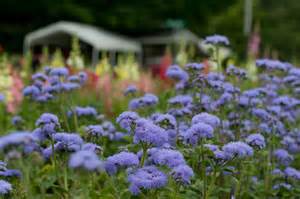 Ageratum Whiteweed Flossflower A To Z Flowers