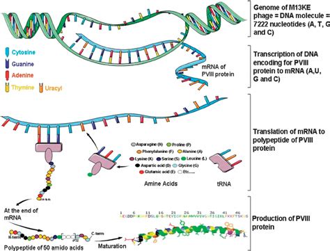 Transcription Translation Protein Synthesis Diagram Labeled Diagramaica