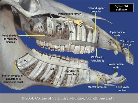 Maxillary Sinus Dental Anatomy Canine Tooth Wolf Teeth Cornell