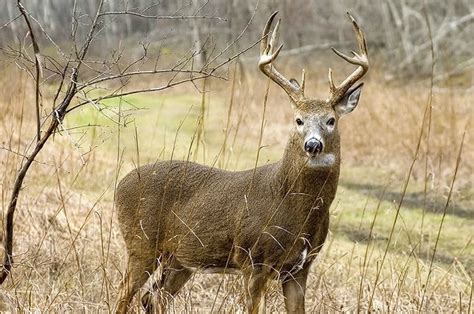 Spike Buck Deer Vlrengbr