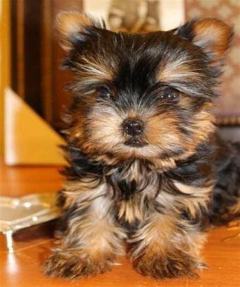 Search for puppies near you by breed, size and more! teacup yorkie puppies for sale in Beatrice, Nebraska ...