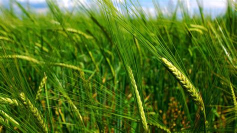 Wallpaper Green Wheat Close Up Spikes 2560x1600 Hd Picture Image