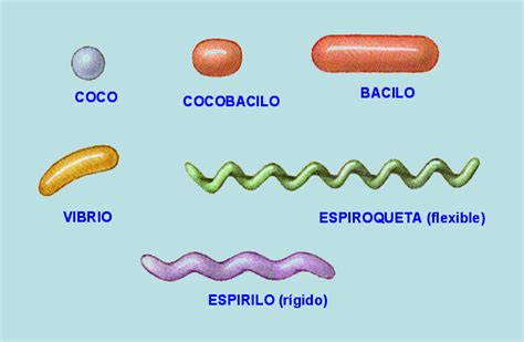 U4 Bacterias Conceptos Generales Bacterias Transmitidas Por