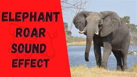 Elephant Roar Sound Effect Soothing Elephant Song Youtube