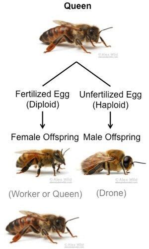 Pin By Kavuri Bee On Backyard Beehive Honey Bee Facts Bee Facts Bee