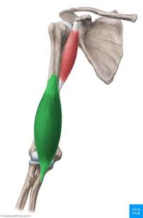 Brachialis Muscle Musculus Brachialis Biceps Brachii Human Body