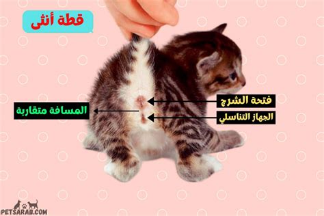 كيف تميز بين القط الذكر والانثى