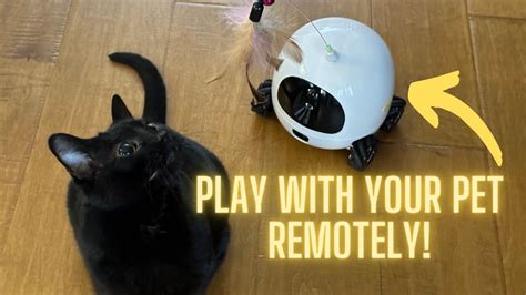 My Cat Loves This Rocki Robot Review Youtube