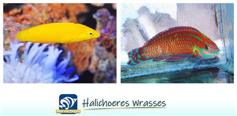 Wrasse Species Spotlight What To Know About Keeping Them Bulk Reef Supply