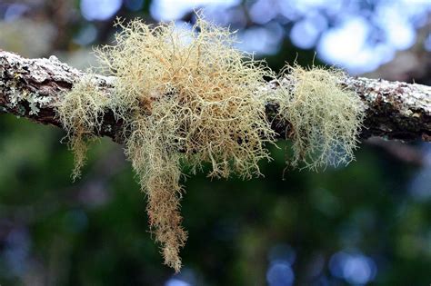 Check spelling or type a new query. Botany word of the day : Fruticose: Shrubby. Describing lichens