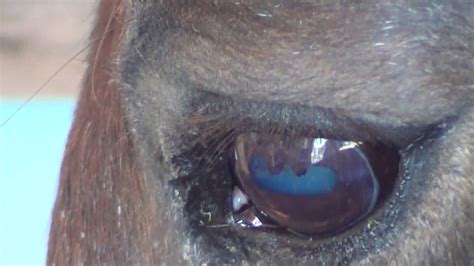 Buddy Hiding In The Pasture Close Up Of Horses Eye And Horses Eating