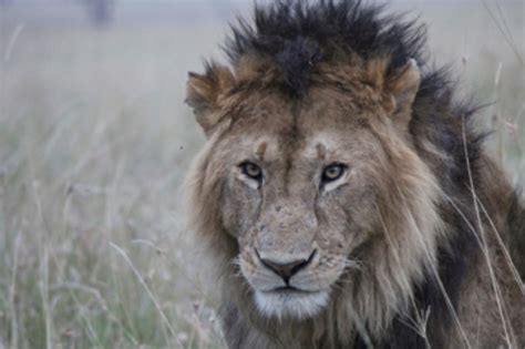 Keeping lions from livestock — building fences can save lives ...