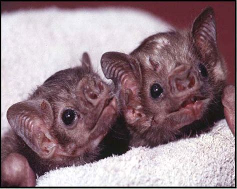 Best Jungle Life Vampire Bats And Vampire Bats Pics