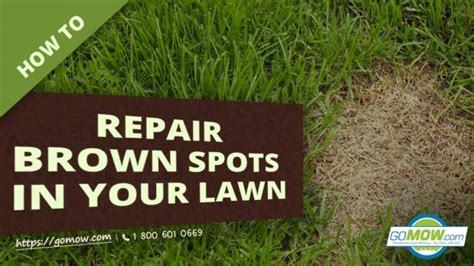 How To Repair Brown Spots In Your Lawn