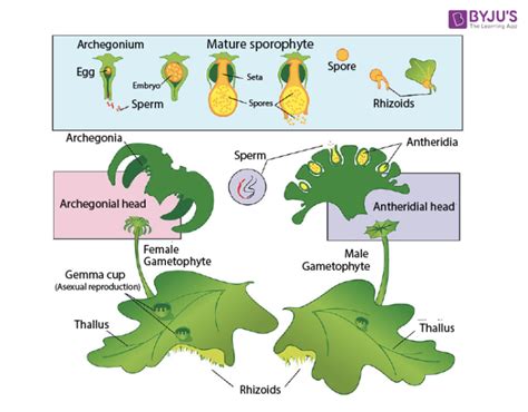 Check spelling or type a new query. Marchantia: Classification, Characteristics, Reproduction ...