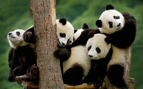 Panda Pandas Baer Bears Baby Cute 3 Wallpaper 364431