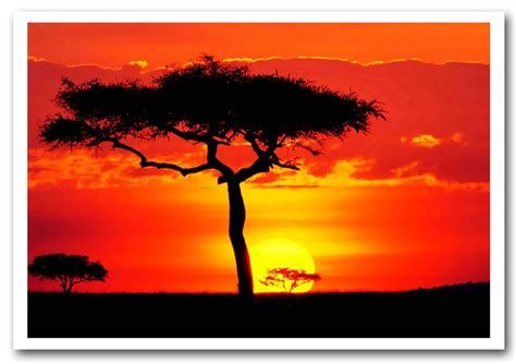 Ideal Choice For Any Room Glowing Orange African Tree Modern Prints