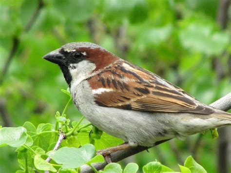 Sparrow Sitting In Tree Wallpaper Hd Wallpapers